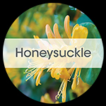Honeysuckle 